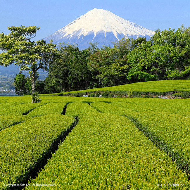 【送料無料】 静岡銘茶詰合せ　No.25