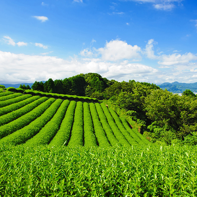 送料無料】 静岡銘茶 香雅伝承 No.100|香典返し.JP 送料無料】 静岡銘茶 香雅伝承 No.100|香典返し.JP