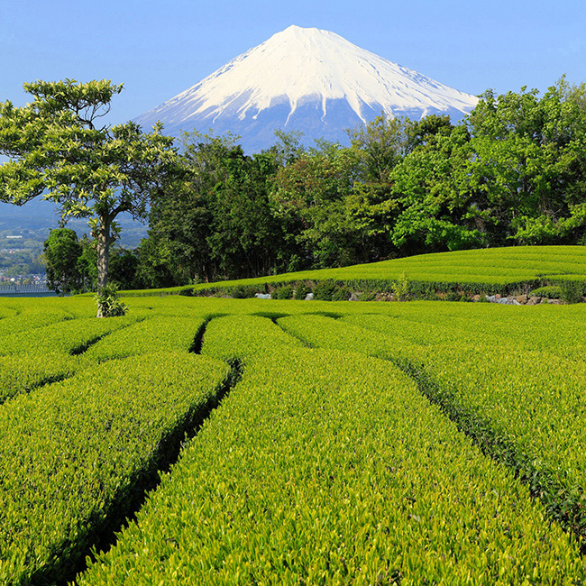 静岡銘茶詰合せ No.20